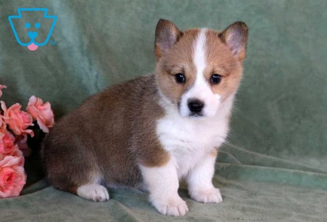 Cookie Welsh Corgi2