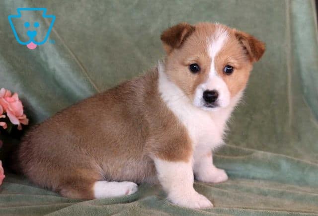Cupcake welsh corgi