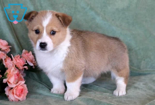 Cupcake welsh corgi2