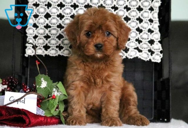 Cupid Poodle Mix