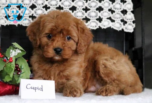 Cupid Poodle Mix2