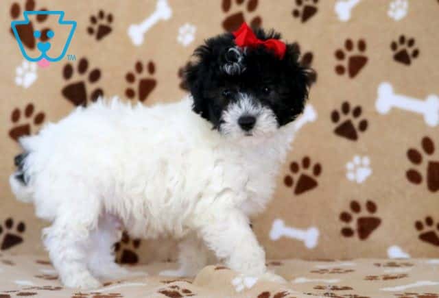 DJ Mini Poodle 1-001