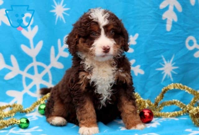 Daffodil Mini Bernedoodle 1-001