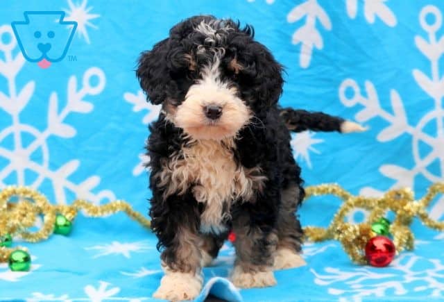Daisy May Mini Bernedoodle 1-001