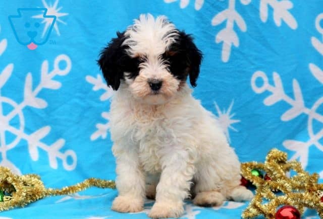 Danny Mini Bernedoodle 1-001