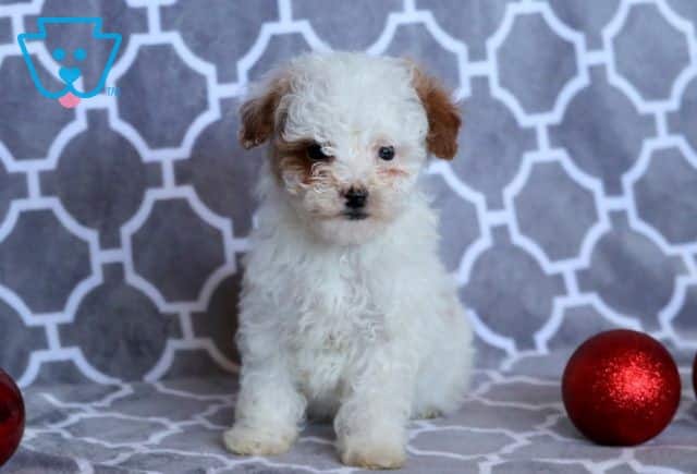 Darla Toy Poodle 1-001