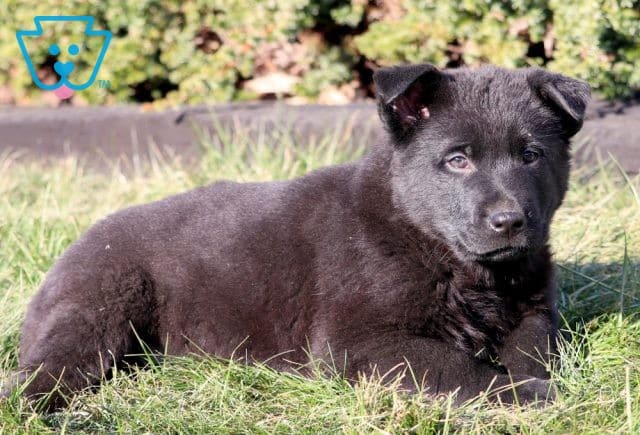Dash German Shepherd 1-001