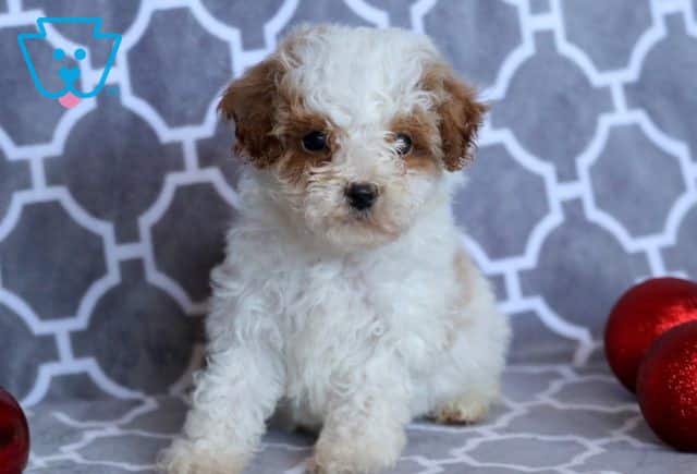 Dasher Toy Poodle 1-001