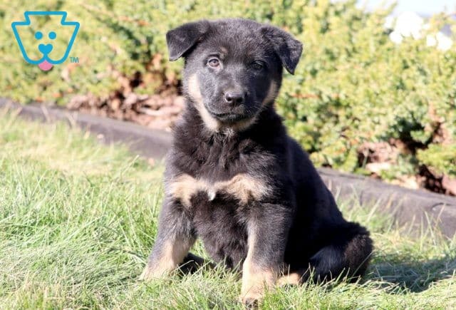 Dee Dee German Shepherd 1-001