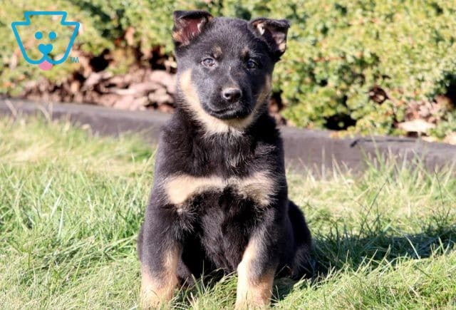 Diamond German Shepherd 1-001