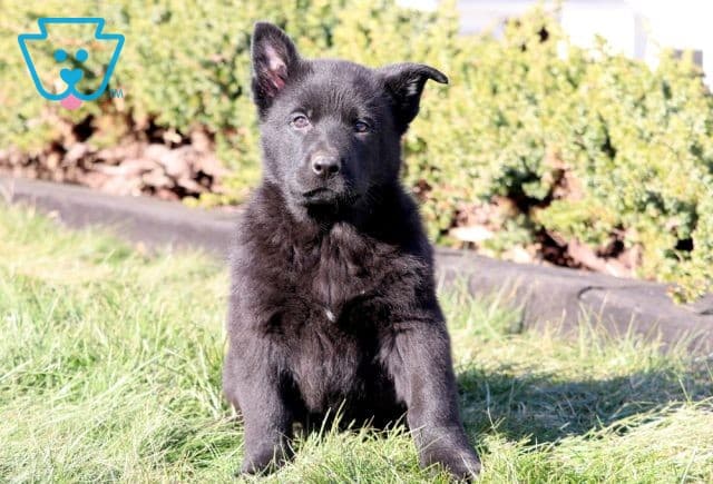 Dill German Shepherd 1-001