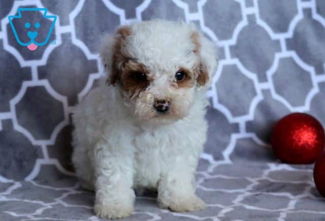 Dillan Toy Poodle 1-001