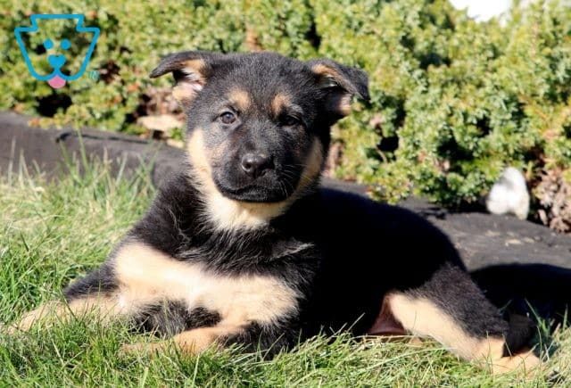 Dips German Shepherd 1-001