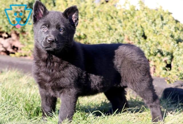 Disney German Shepherd 1-001