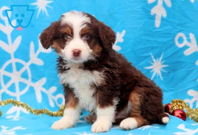 Domino Mini Bernedoodle 1-001