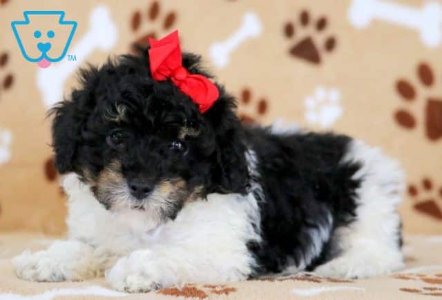 Domino Mini Poodle 1-001