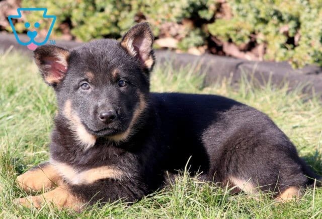 Duke 2-001