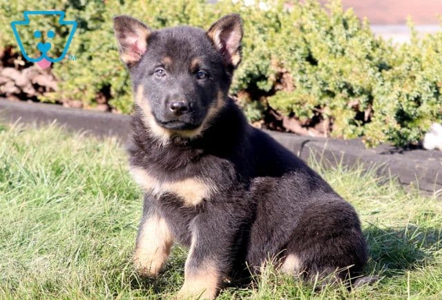 Duke German Shepherd 1-001