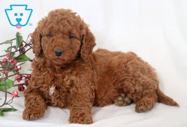 Easton Mini Goldendoodle 1-001