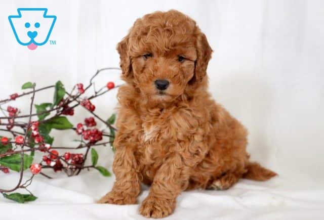 Echo Mini Goldendoodle 1-001