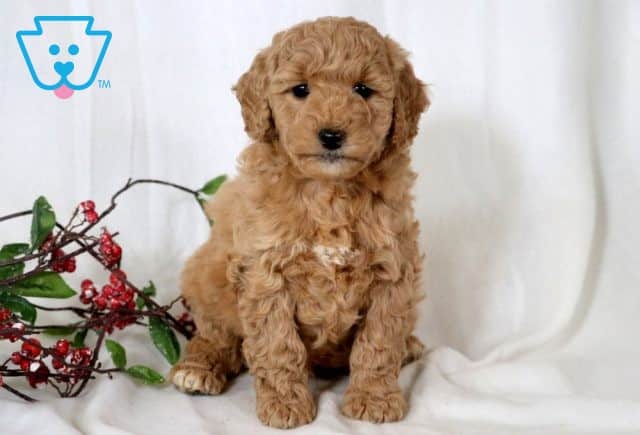 Elmo Mini Goldendoodle 1-001