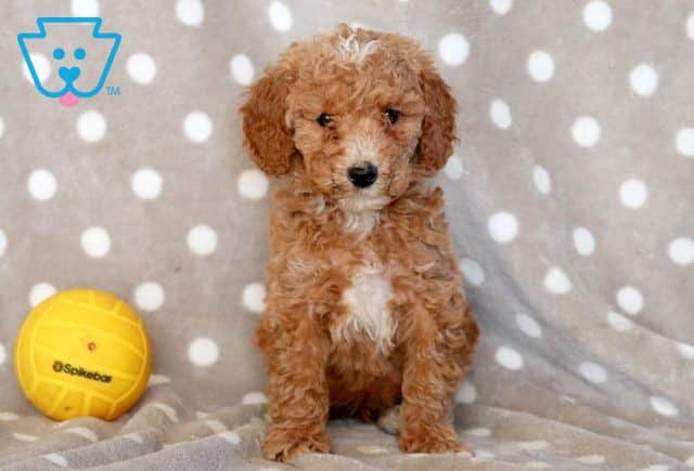 Ernie Mini Poodle 1-001