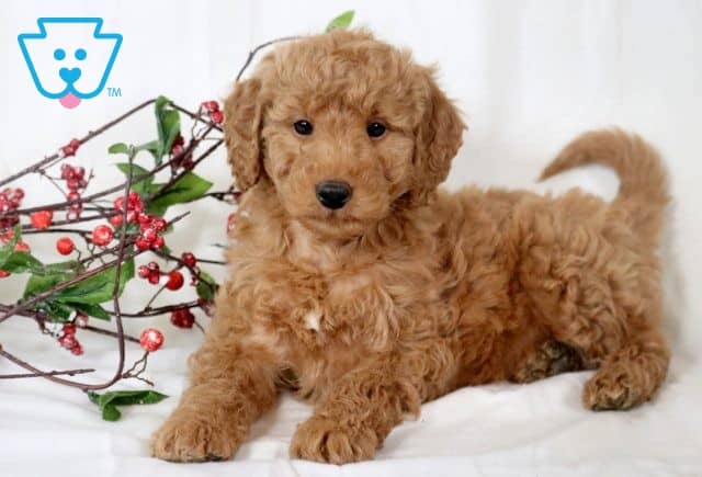 Evan Mini Goldendoodle 1-001