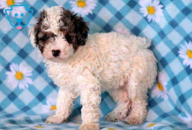 Georgia Mini Poodle 1-001