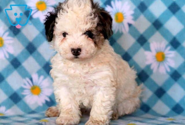 Greta Mini Poodle 1-001