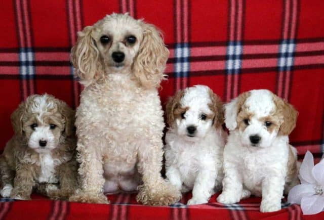 Group pic L litter of Toy Poodles with Mom Darla Jacob Esh