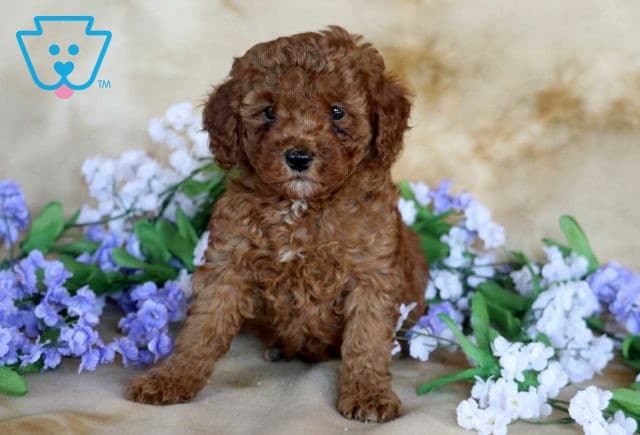 Hannah Mini Poodle