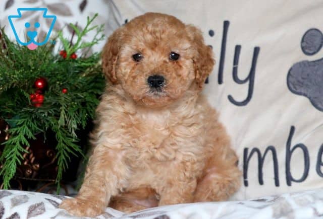 Hess Mini Goldendoodle 1-001