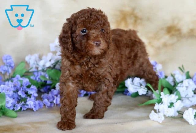 Honey Mini Poodle