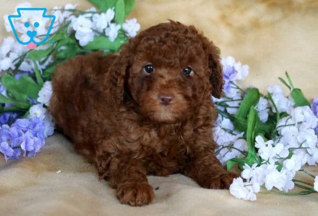 Honey Mini Poodle2