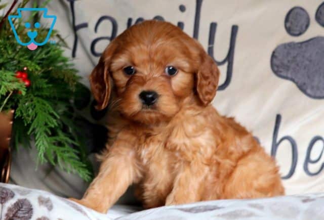 Hoops Mini Goldendoodle 1-001