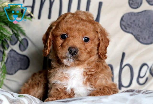 Hugs Mini Goldendoodle 1-001