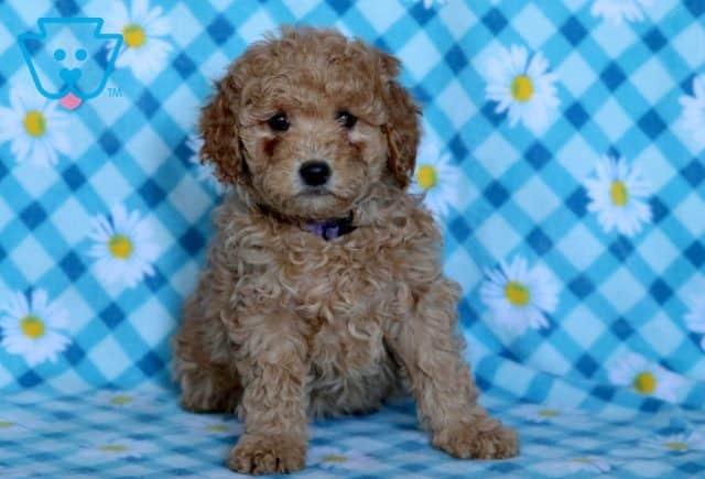 Iggy Mini Goldendoodle 1-001