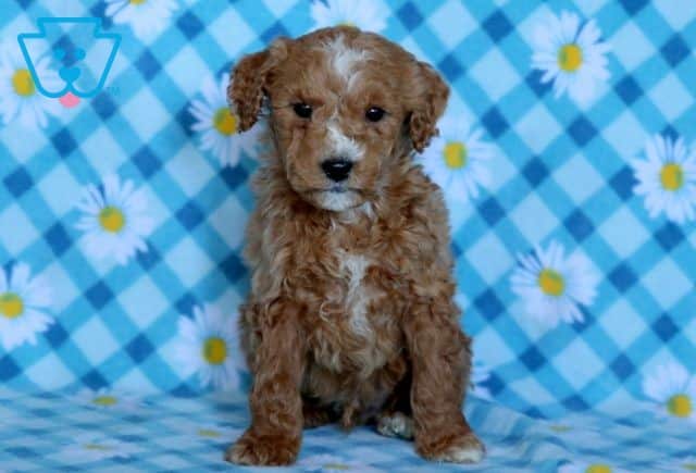 Irwin Mini Goldendoodle 1-001