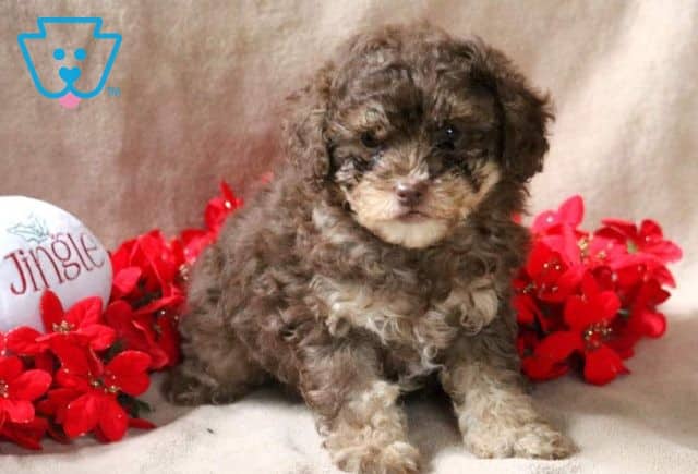 Isabel Mini Poodle