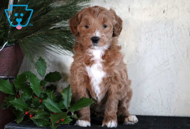 Katie Mini Goldendoodle
