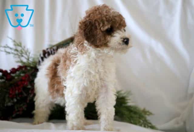 Kenya Mini Poodle 1-001
