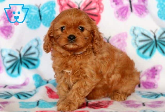 Kermit Cavapoo 1-001