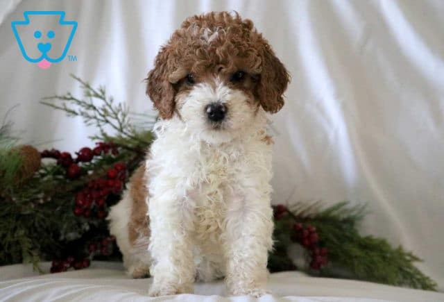 Khloe Mini Poodle 1