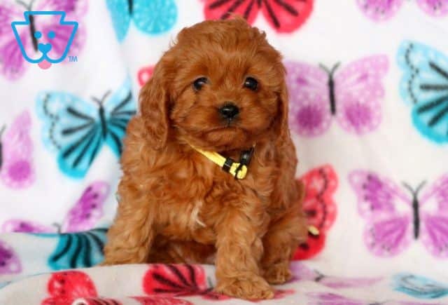 Kibble Cavapoo 1-001