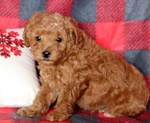 Mini Poodle Puppies for Sale - Keystone Puppies