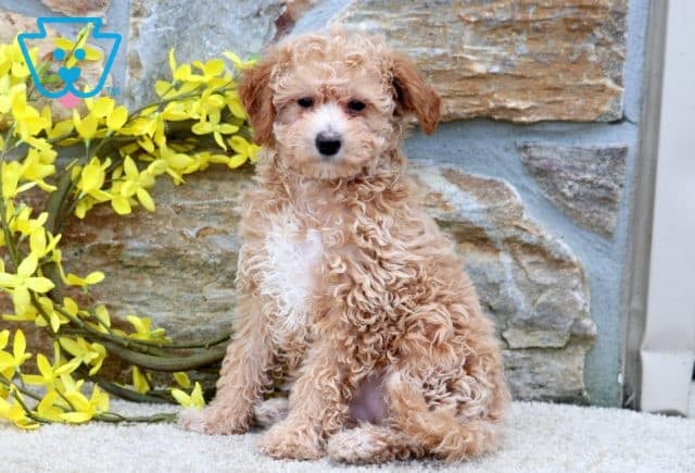 Leah Poodle Mix 1-001