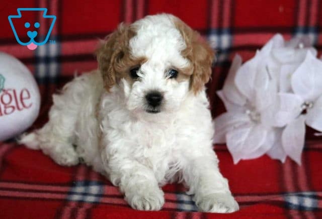 Liberty Toy Poodle