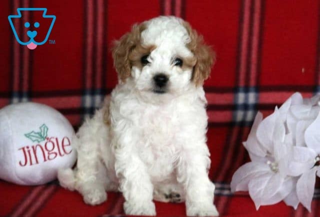 Liberty Toy Poodle2