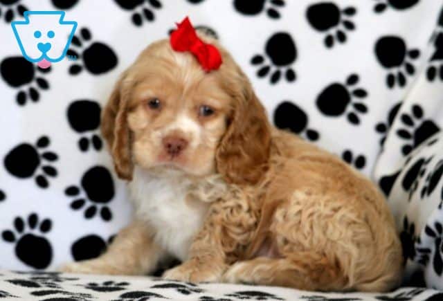 Major Cocker Spaniel 1-001
