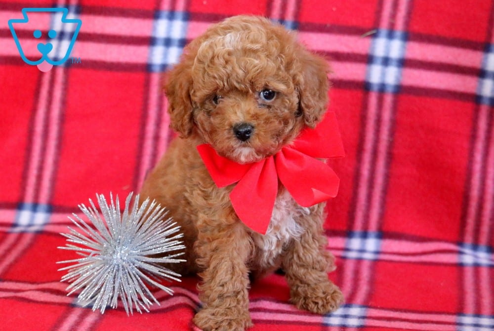 Are Toy Poodles Independent